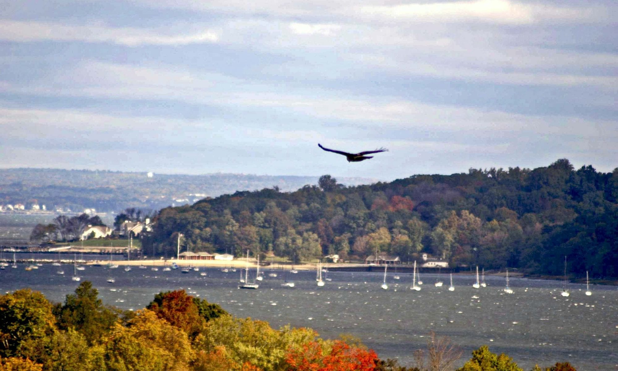 Image of Osprey flying over Fall foliage in the Harbor